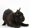 Bulldog Francés